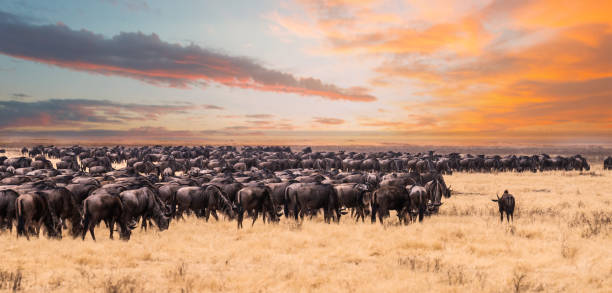 A group of elephants walking across the vast savannah during sunset in Kenya